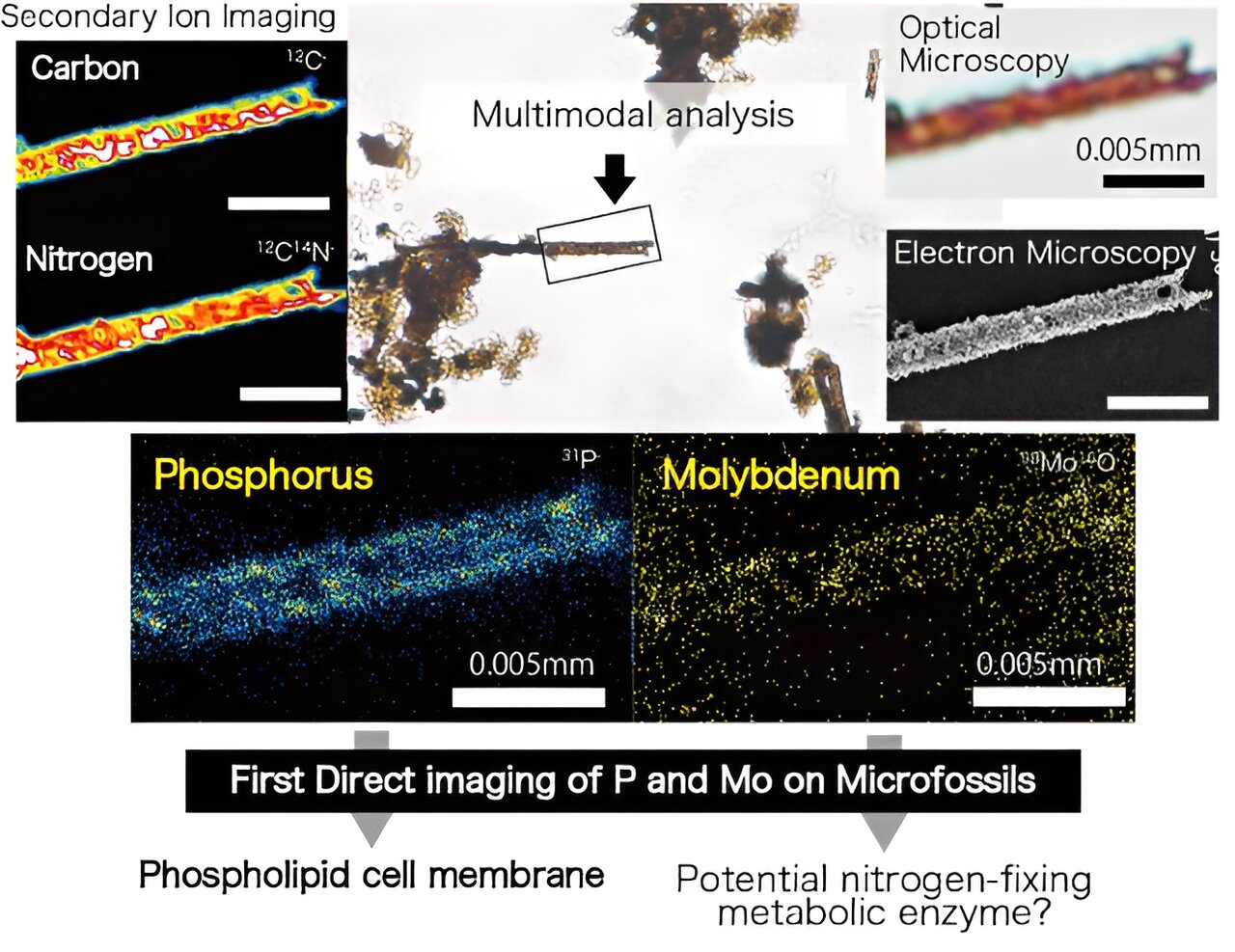 New Method Reveals Insights into Early Cellular and Metabolic Evolution