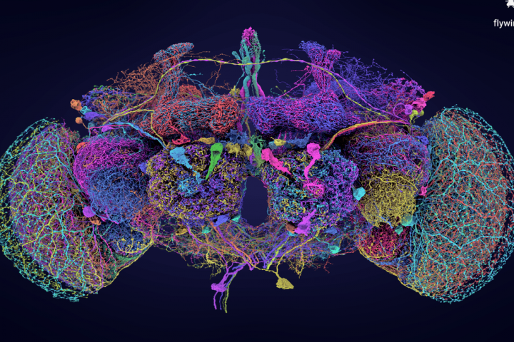 World’s First Google Maps for an Entire Brain Unveiled, Offering Zoom-In Capability